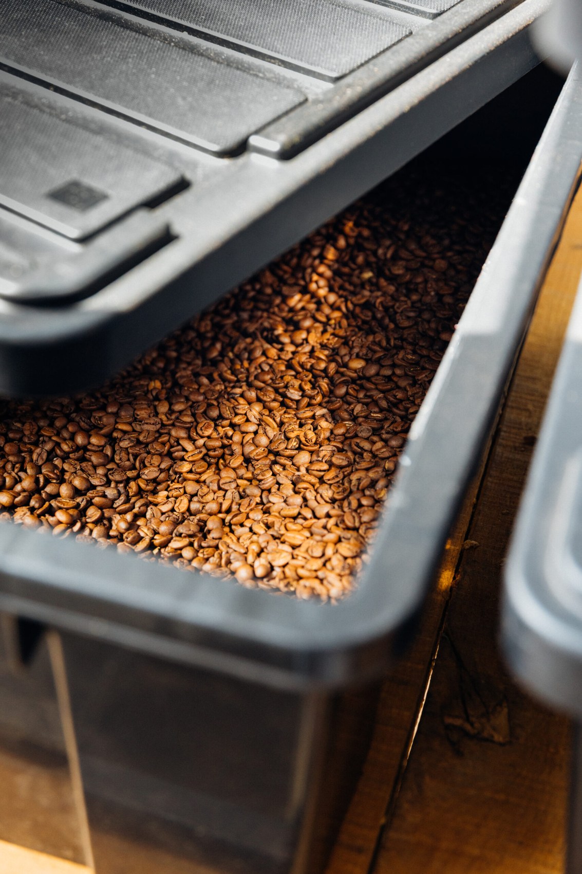 Freshly roasted beans filling the cooling tray drawer of the on site roaster