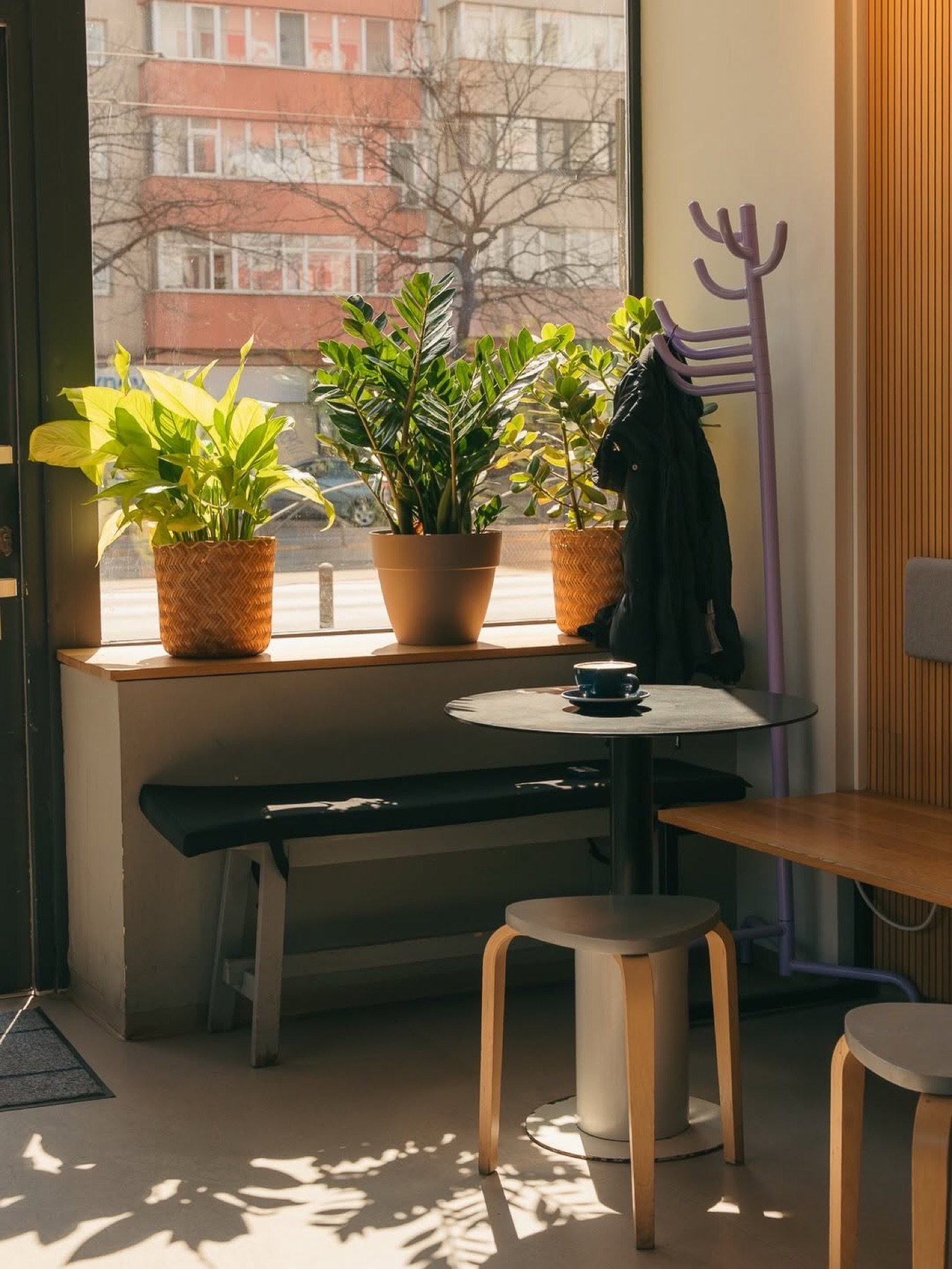 A sunlit window corner at Steam Coffee Shop with potted plants and a coffee cup on a small table