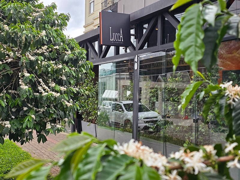 The Lucca storefront sign seen through coffee plant branches