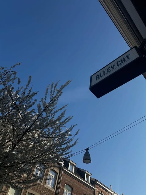 The Alley Cat hanging sign against a clear sky beside a blossoming tree