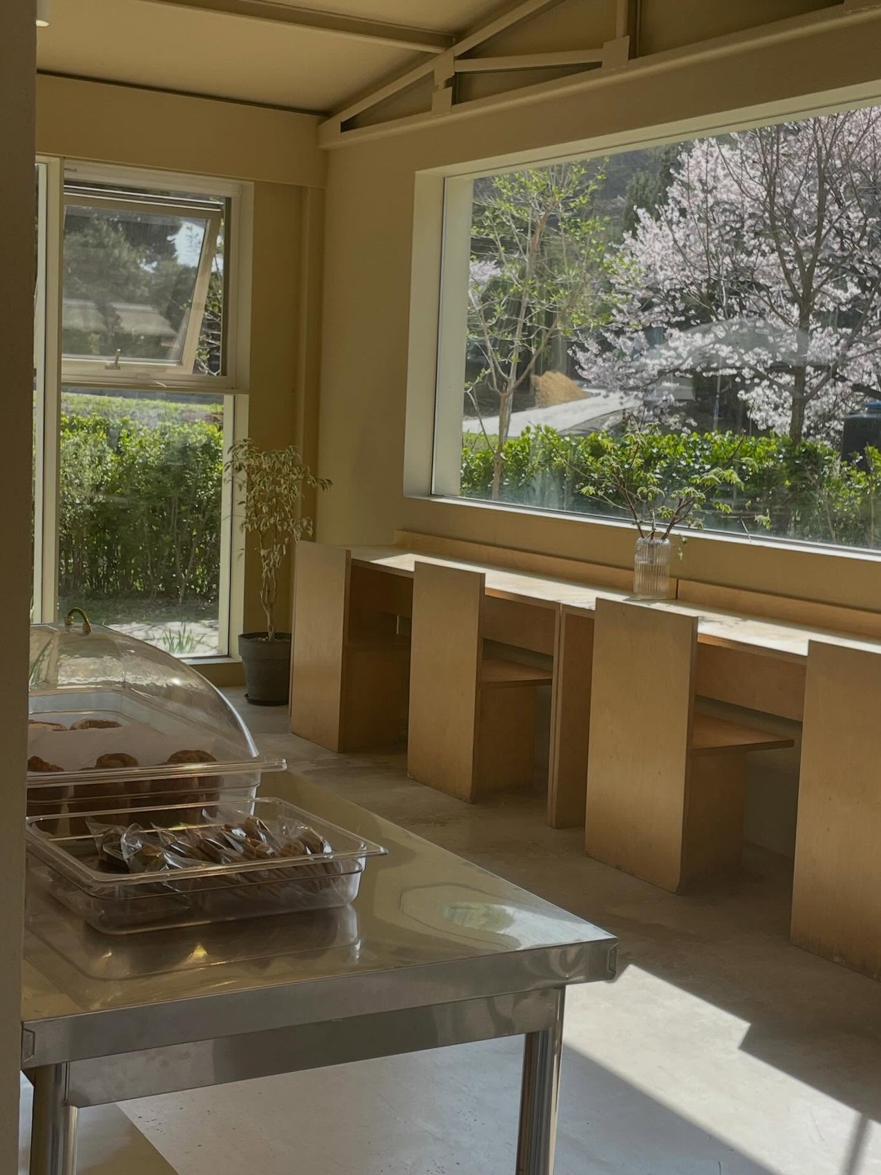 A sunlit plywood counter seating area beside a garden view window with cherry blossoms, a pastry display in the foreground
