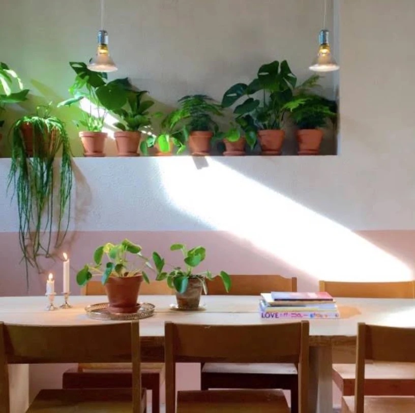 A sunlit communal table at Gast in Stockholm, with potted plants lining a shelf above pink wainscoting
